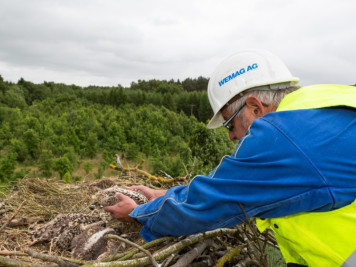 Vogelschutzeinsatz der WEMAG Vogelschutzeinsatz der WEMAG